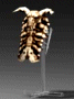 Skull Shield +13 Full